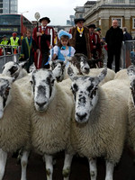 Sheep Drive 29/09/13